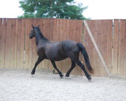 horse Naish (Welsh-Cob (Sek. D), 1993, from Parc Romeo)