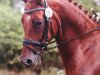 dressage horse Diva 540 (Westphalian, 2007, from Don Frederico)