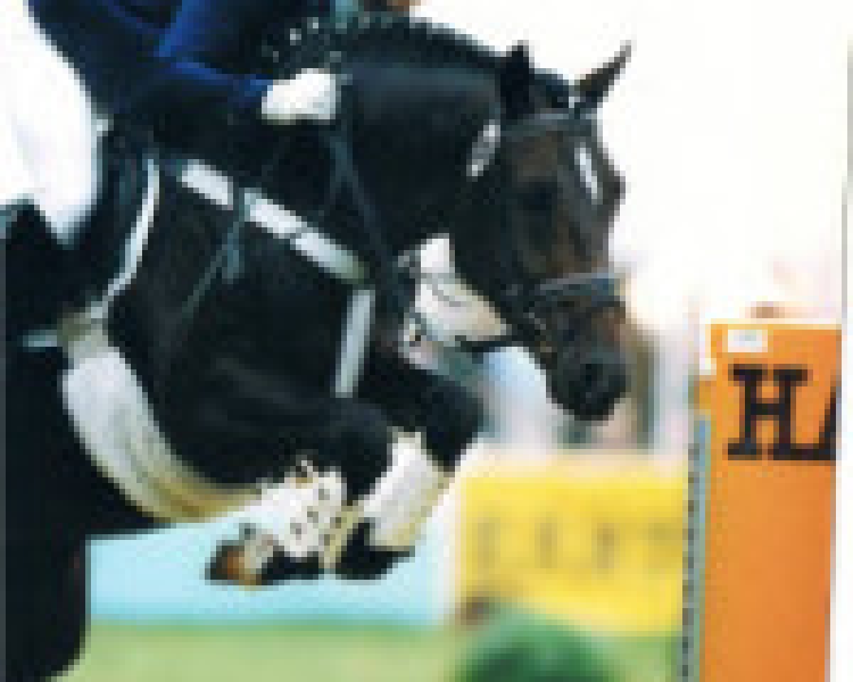 stallion Doodoo (German Riding Pony, 1990, from Desteny)