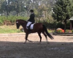 dressage horse Lindsay (Rhinelander, 2007, from Lord Loxley I)