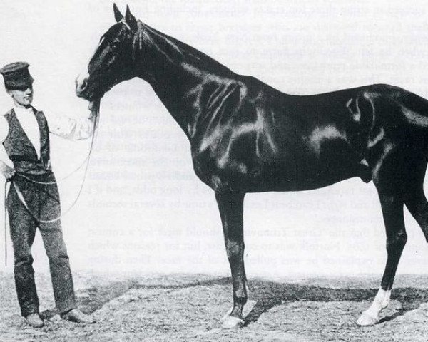 stallion Norfolk xx (Thoroughbred, 1861, from Lexington xx)