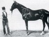 stallion Norfolk xx (Thoroughbred, 1861, from Lexington xx)
