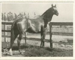 stallion Emperor of Norfolk xx (Thoroughbred, 1885, from Norfolk xx)