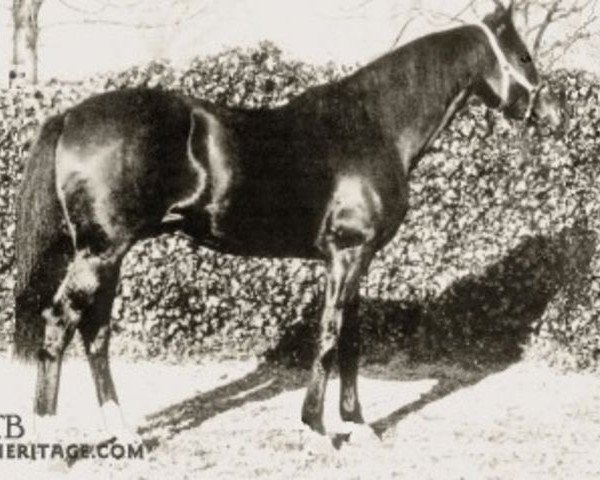 stallion Americus xx (Thoroughbred, 1892, from Emperor of Norfolk xx)