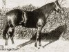 stallion Americus xx (Thoroughbred, 1892, from Emperor of Norfolk xx)