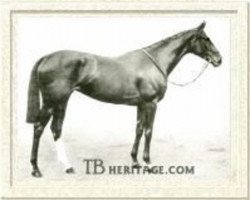 broodmare Americus Girl xx (Thoroughbred, 1905, from Americus xx)