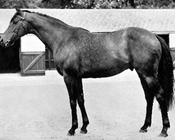 Pferd Prince Chevalier xx (Englisches Vollblut, 1943, von Prince Rose xx)