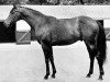 stallion Prince Chevalier xx (Thoroughbred, 1943, from Prince Rose xx)