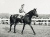 stallion Charlottesville xx (Thoroughbred, 1957, from Prince Chevalier xx)