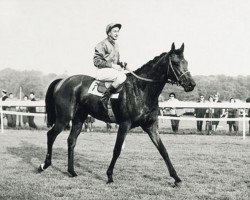 stallion Charlottesville xx (Thoroughbred, 1957, from Prince Chevalier xx)