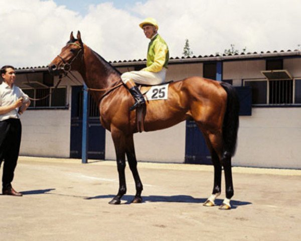 stallion Charlottown xx (Thoroughbred, 1963, from Charlottesville xx)