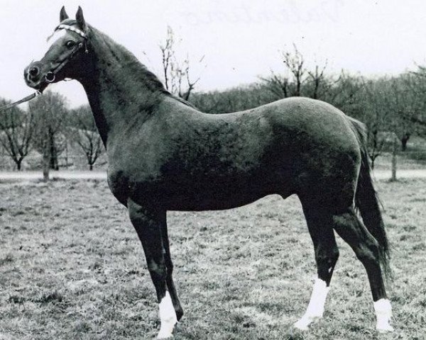 stallion Valentino (British Riding Pony, 1972, from Bwlch Valentino)