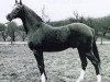 Pferd Valentino (British Riding Pony, 1972, von Bwlch Valentino)