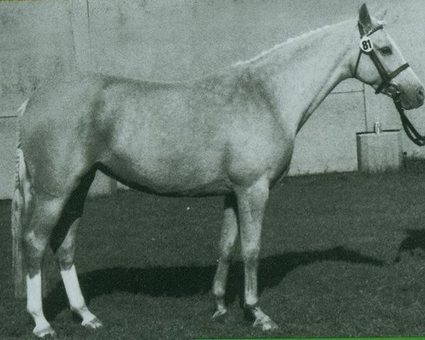 broodmare Golden Charm (German Riding Pony, 1977, from Valentino)