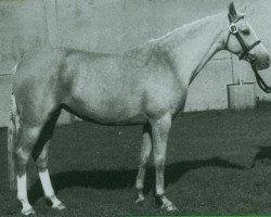 Zuchtstute Golden Charm (Deutsches Reitpony, 1977, von Valentino)