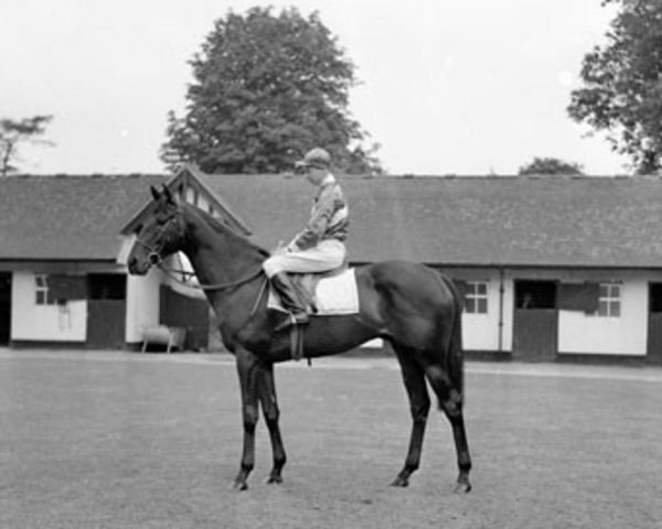 stallion Zucchero xx (Thoroughbred, 1948, from Nasrullah xx)