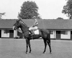 stallion Zucchero xx (Thoroughbred, 1948, from Nasrullah xx)