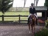 dressage horse Charly Chaplin (German Riding Pony, 2004, from Chevallier)