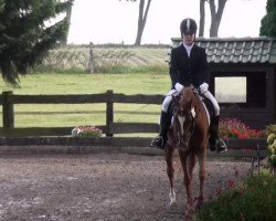 dressage horse Charly Chaplin (German Riding Pony, 2004, from Chevallier)