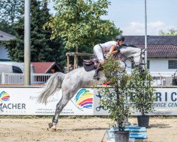 Springpferd Cotonou (Holsteiner, 2014, von Clarimo Ask)