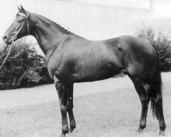 stallion Thuswin xx (Thoroughbred, 1957, from Orator xx)