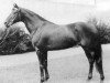 stallion Thuswin xx (Thoroughbred, 1957, from Orator xx)