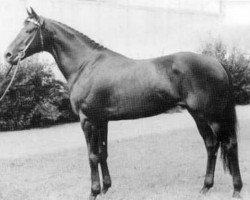 stallion Thuswin xx (Thoroughbred, 1957, from Orator xx)