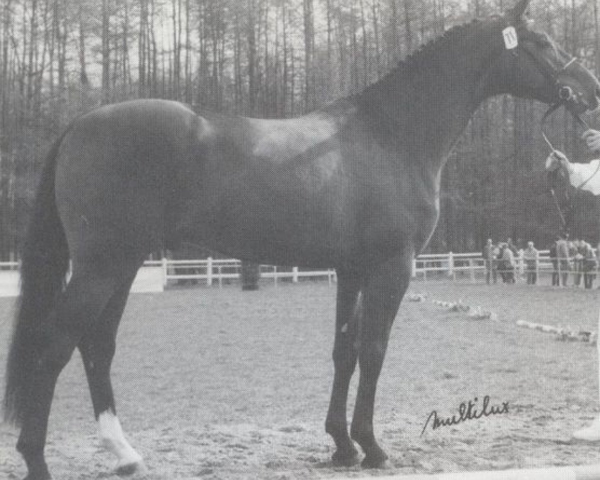 Deckhengst Concorde (Westfale, 1987, von Cor de la Bryère)