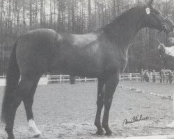 stallion Concorde (Westphalian, 1987, from Cor de la Bryère)