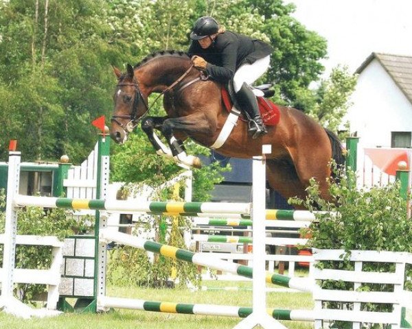 stallion Langer Jan (Hanoverian, 2000, from Landclassic)