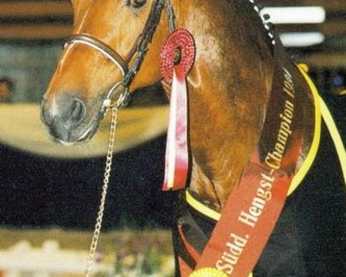 Deckhengst World Man G (Hannoveraner, 1988, von Woermann)