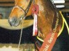 stallion World Man G (Hanoverian, 1988, from Woermann)