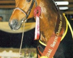 stallion World Man G (Hanoverian, 1988, from Woermann)