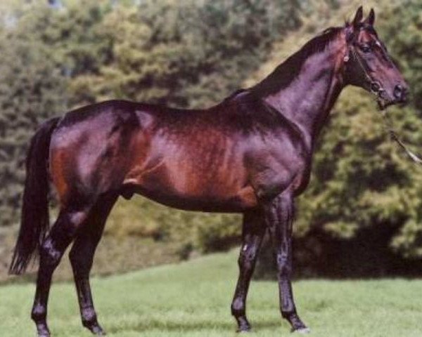 stallion Waky Nao xx (Thoroughbred, 1993, from Alzao xx)