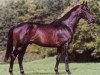 stallion Waky Nao xx (Thoroughbred, 1993, from Alzao xx)