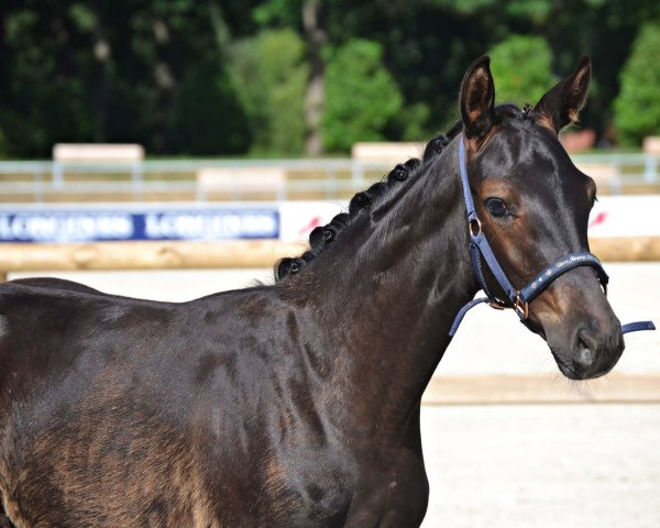 dressage horse Fräulein Usov (Westphalian, 2022, from Floyd TN)