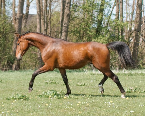 dressage horse Barley (Hanoverian, 2020, from Bob Marley 10)