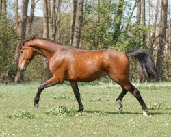 Dressurpferd Barley (Hannoveraner, 2020, von Bob Marley 10)