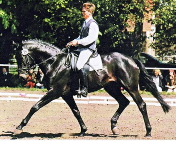 stallion Shamane (Trakehner, 1995, from Luzifer)