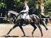 stallion Shamane (Trakehner, 1995, from Luzifer)