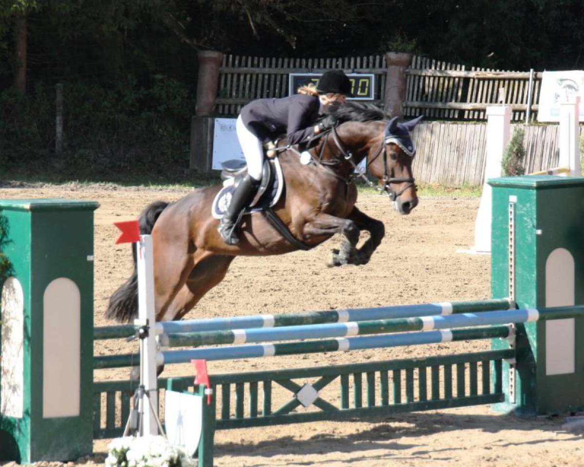 jumper Cefalino (Holsteiner, 2004, from Cefalo)
