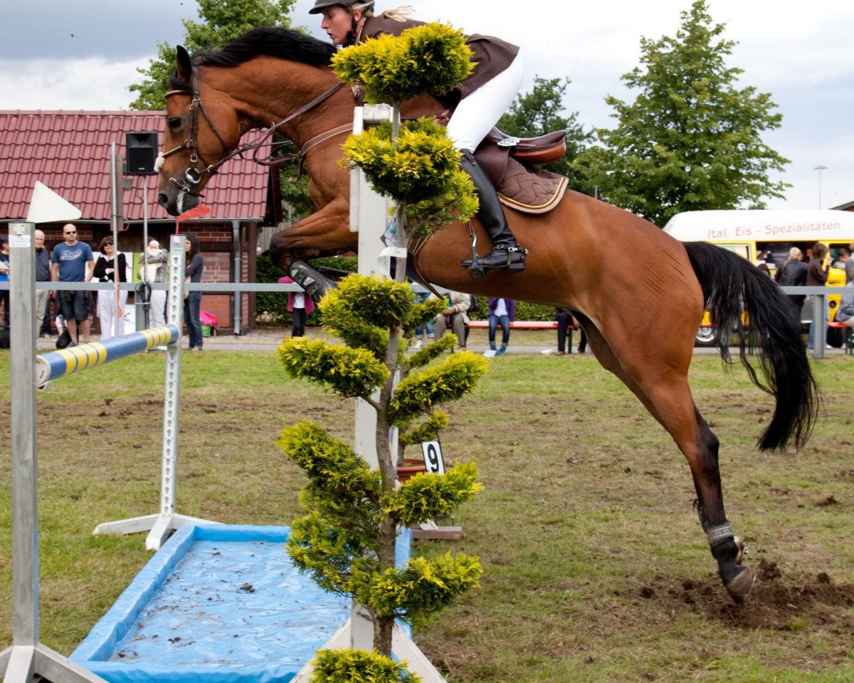 Springpferd Charleen (Westfale, 2004, von Con Capitol)