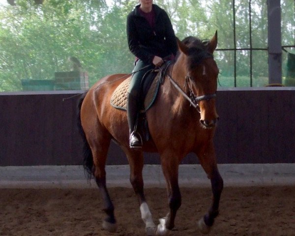 Pferd Zampano (Oldenburger, 1988, von Zeus)