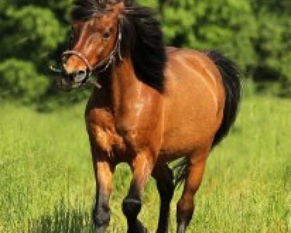 horse Rasti (German Riding Pony, 1988, from Razin)