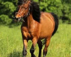 horse Rasti (German Riding Pony, 1988, from Razin)