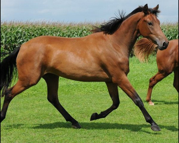 Zuchtstute Elena (KWPN (Niederländisches Warmblut), 2009, von Wynton)