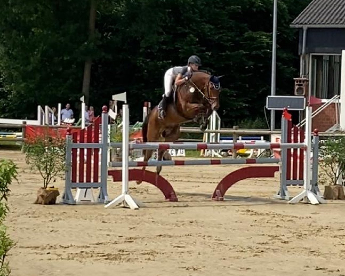 jumper Bacadi Rs (Westphalian, 2011, from Balous Bellini)