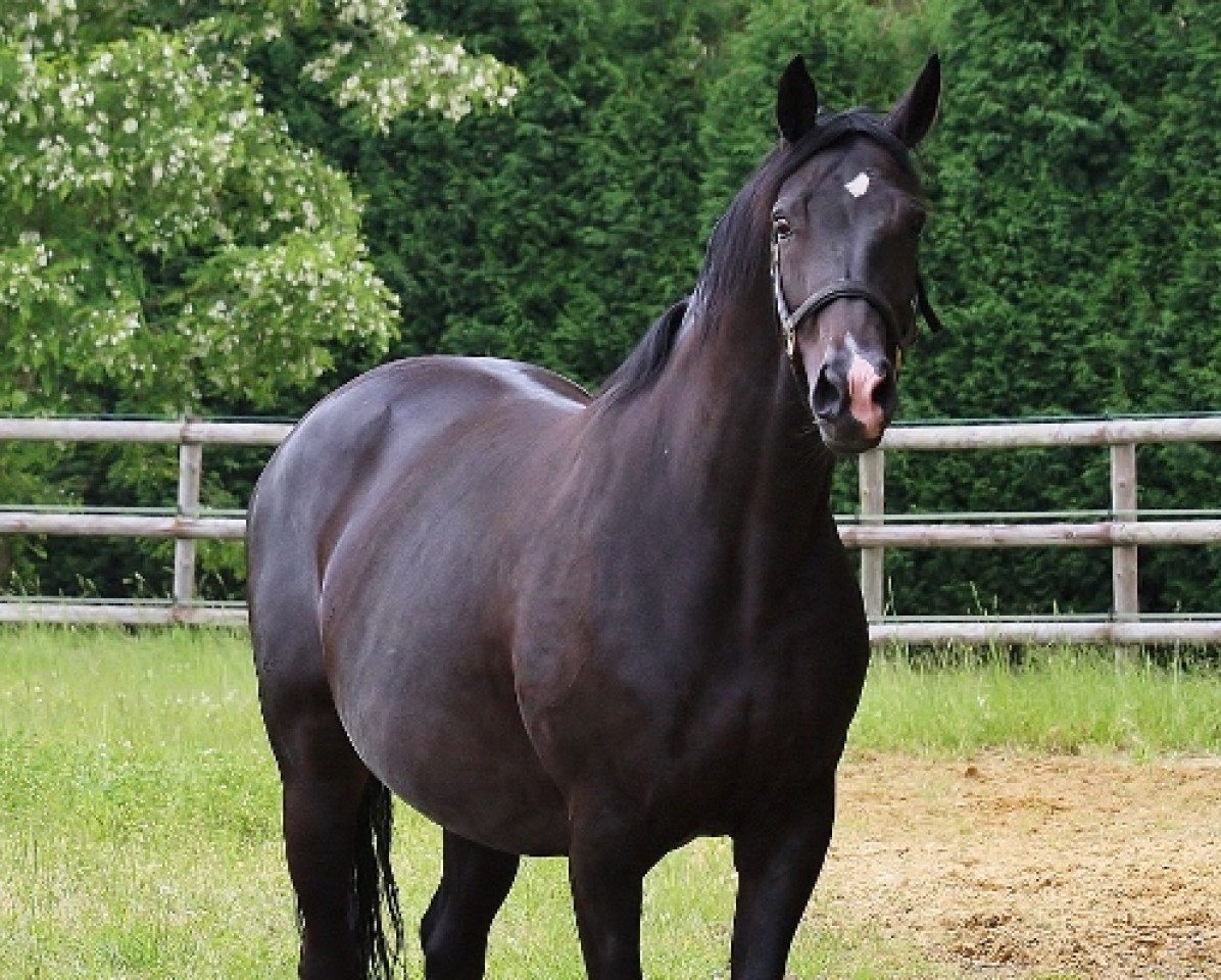 broodmare Diamantica (Oldenburg, 2003, from Diamond Hit)