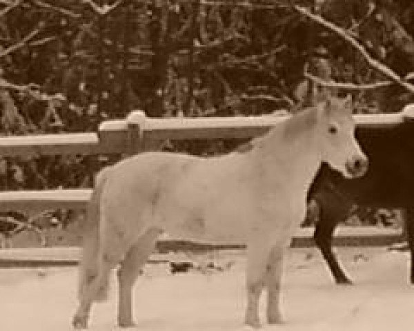 dressage horse Picolo 57 (German Riding Pony, 1999)