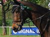 jumper Saphira 151 (Austrian Warmblood, 2005, from Abrek-17)